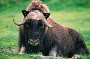 musk-ox-laying-down